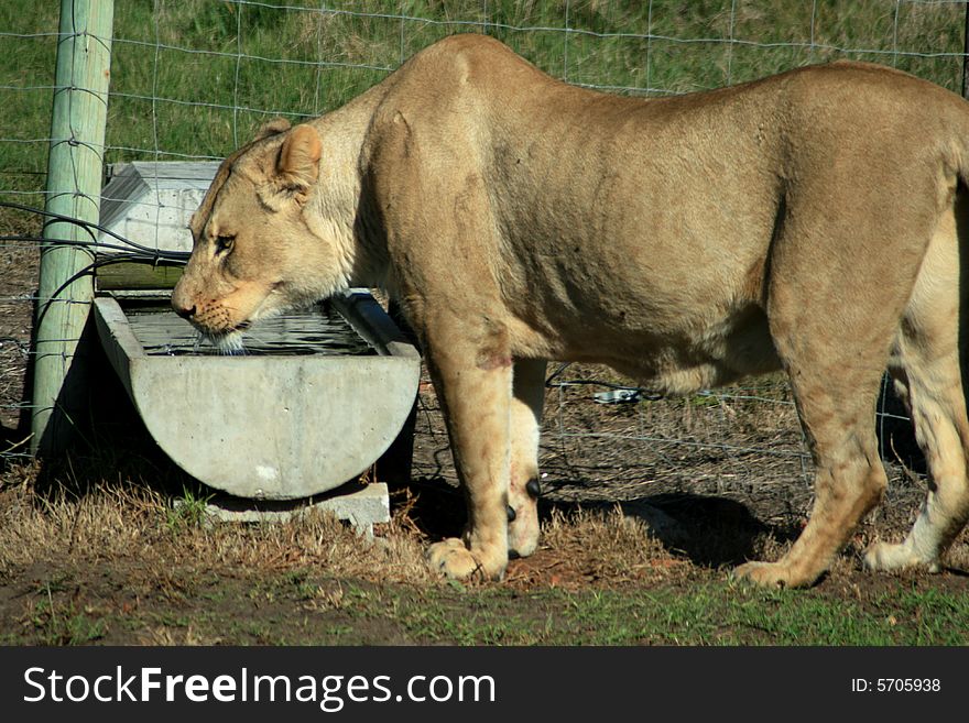 A lioness drinking water out of a trough in a lion park. A lioness drinking water out of a trough in a lion park