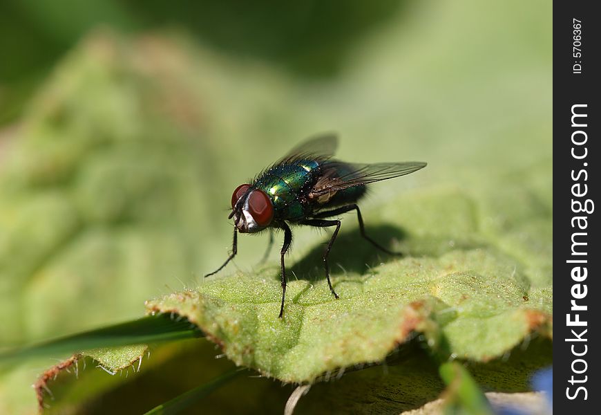 This fly is dangerous when it is on food. This fly is dangerous when it is on food