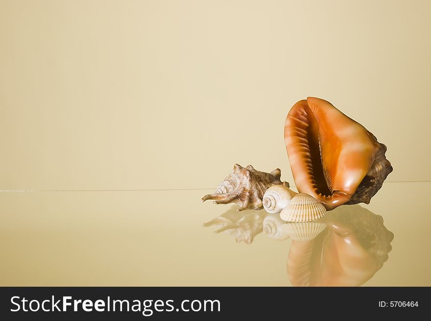 Tropical sea shells with reflection and space for text. Tropical sea shells with reflection and space for text