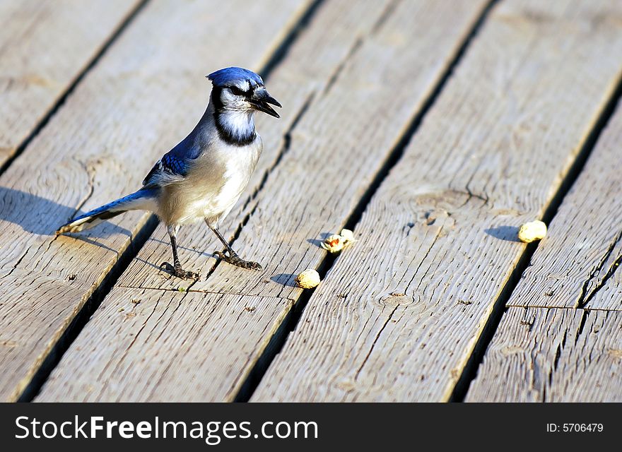 Blue Jay guarding nuts