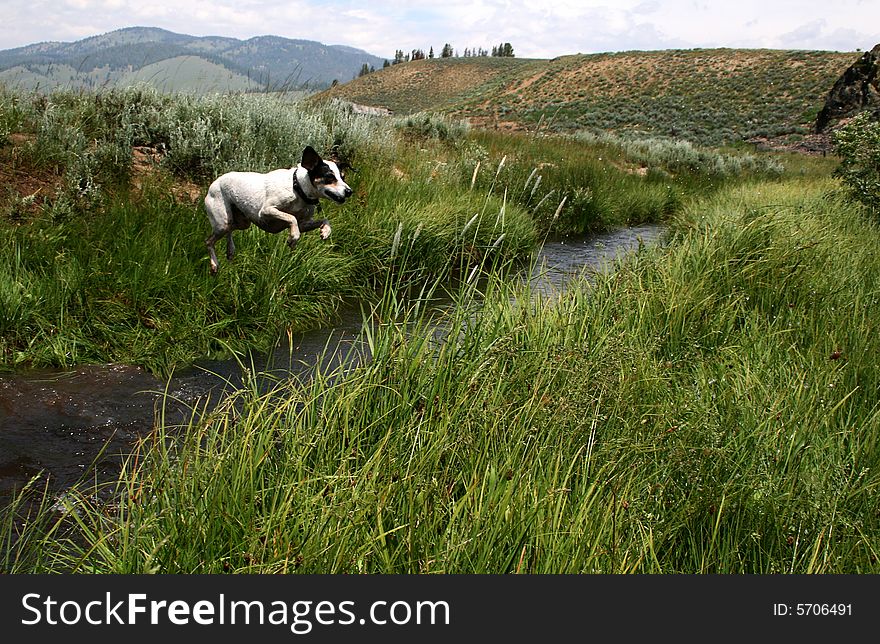 Jack Russel Terrier creek jumping. Jack Russel Terrier creek jumping