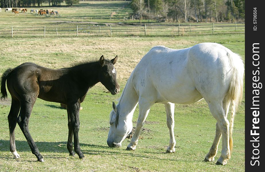 This image depicts a newborn foal with its mother grazing in a field. This image depicts a newborn foal with its mother grazing in a field.