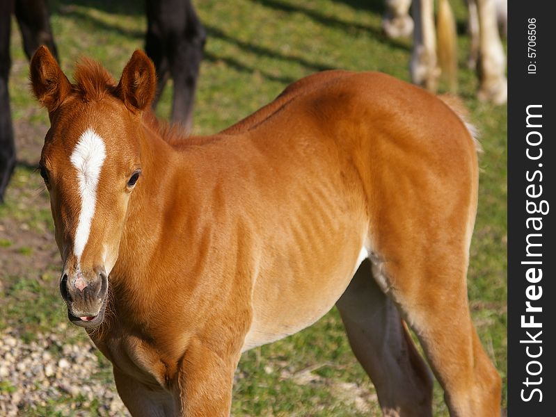 This image depicts a foal.