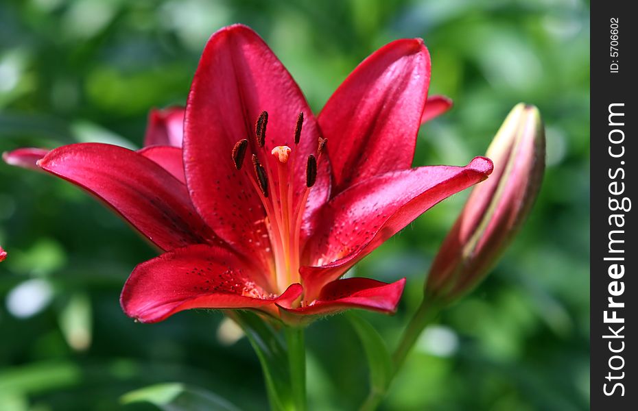 Bright Red Lily in full bloom