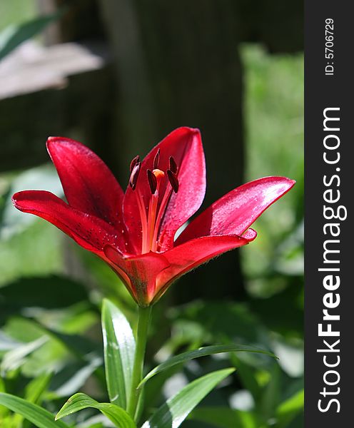 Bright Red Lily in full bloom