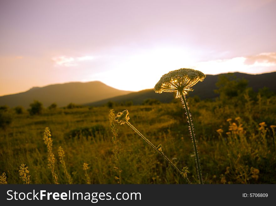 Sunset in the mountain with a flower on the front