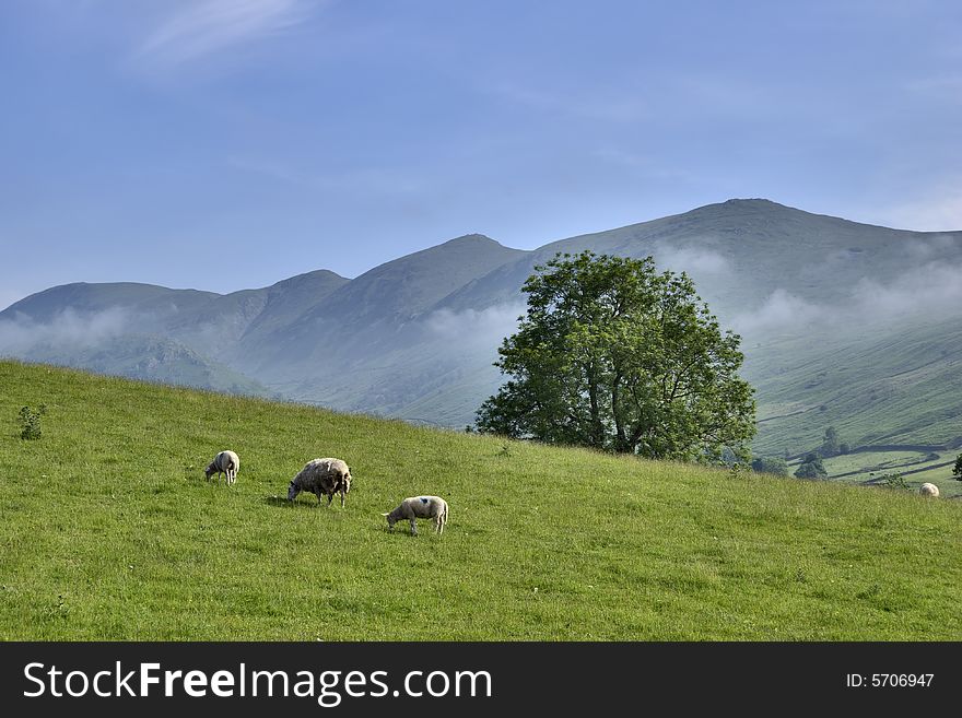 Three sheep grazing near Troutbeck in the English Lake District. Yoke, Ill Bell, Froswick  and Thornthwaite Beacon are the four mountains on the horizon. Three sheep grazing near Troutbeck in the English Lake District. Yoke, Ill Bell, Froswick  and Thornthwaite Beacon are the four mountains on the horizon