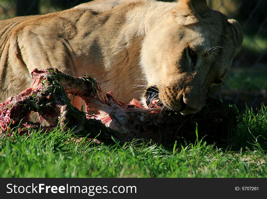 A lion lying down and eating a her kill. A lion lying down and eating a her kill