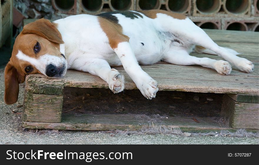 Tired dog, beagle