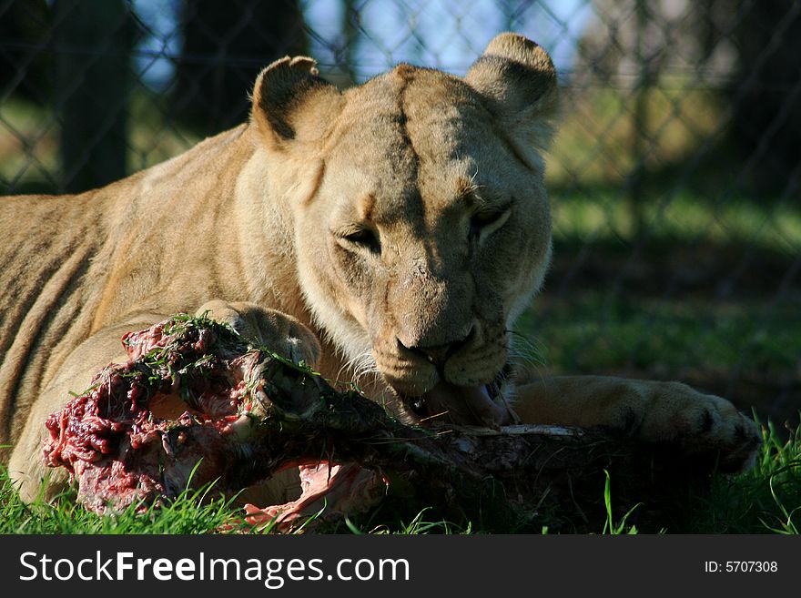 A lion lying down and eating a her food. A lion lying down and eating a her food