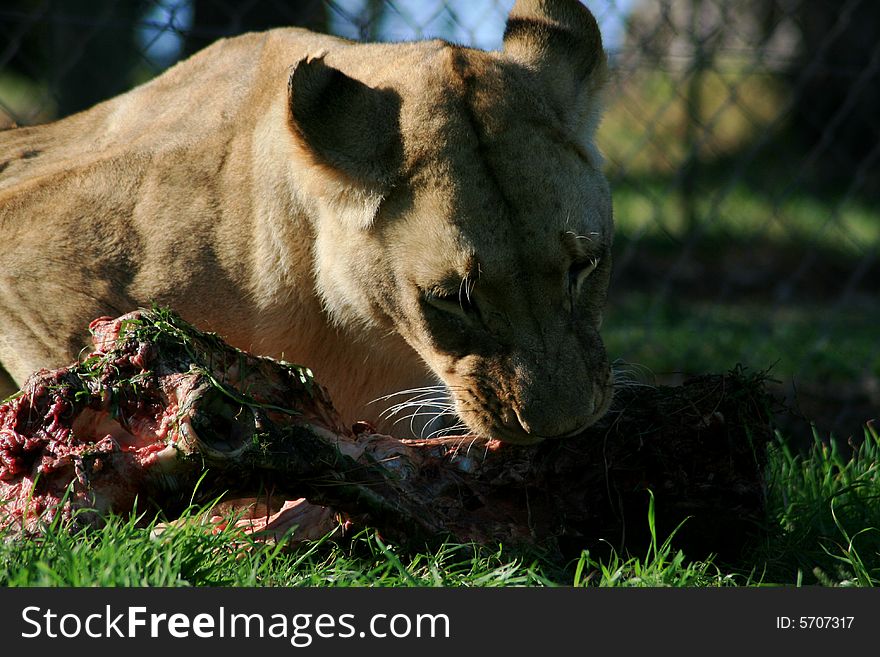 A lioness lying down and eating a her food. A lioness lying down and eating a her food