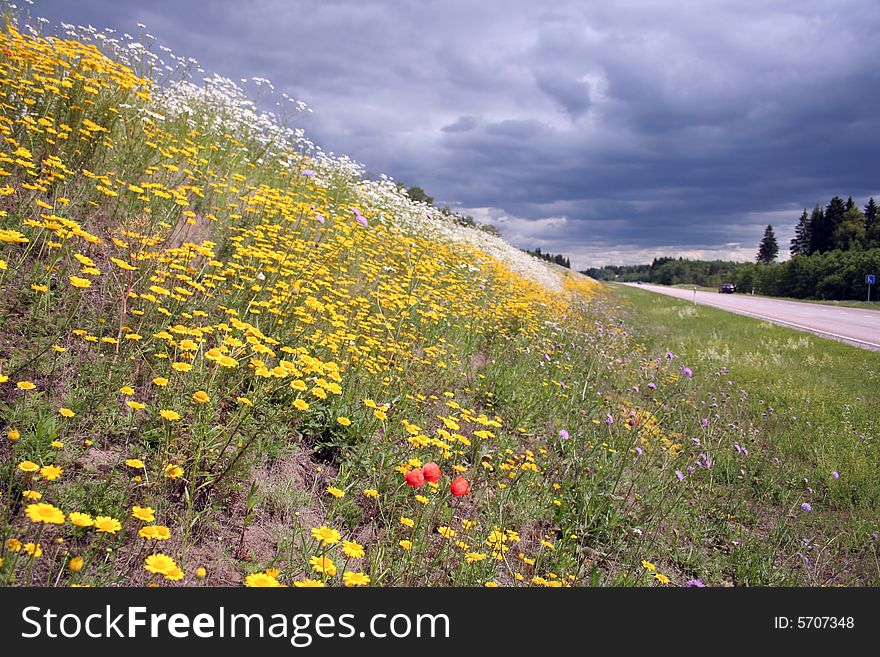 Blossoming summer meadow at road before a rain
