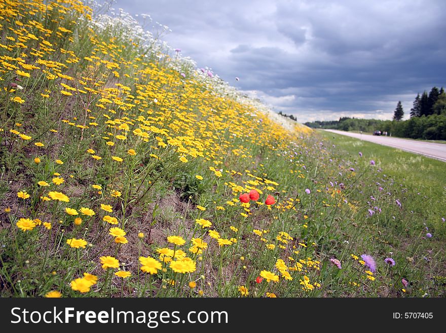 Blossoming summer meadow at road before a rain