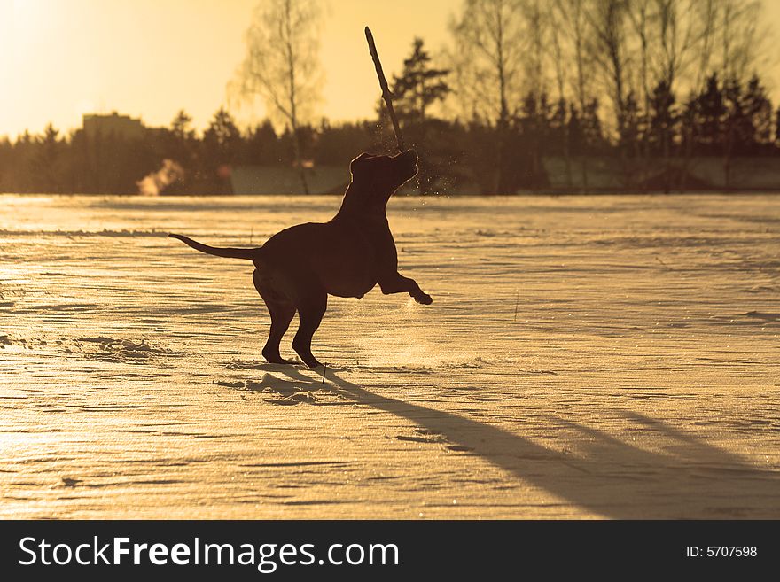 Silhouette of dog jumping and playing with a stick. Silhouette of dog jumping and playing with a stick