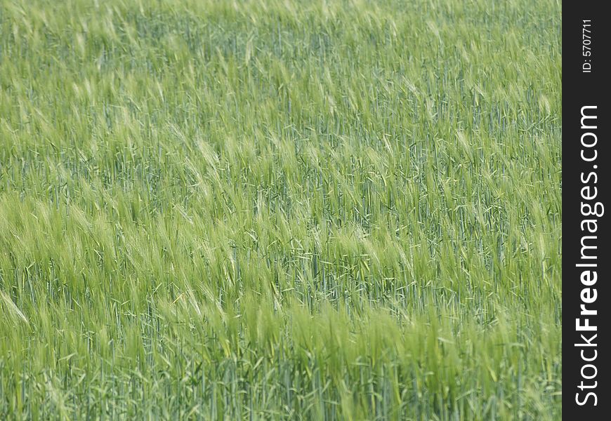 Barley field in the summer wind. Background.