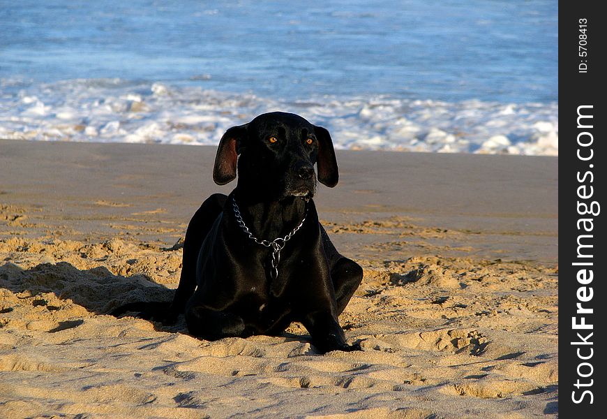Black dog on a beach