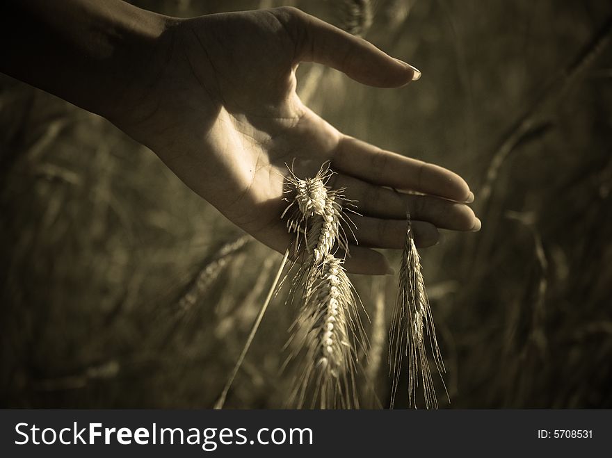 Girl in the farm touching plants