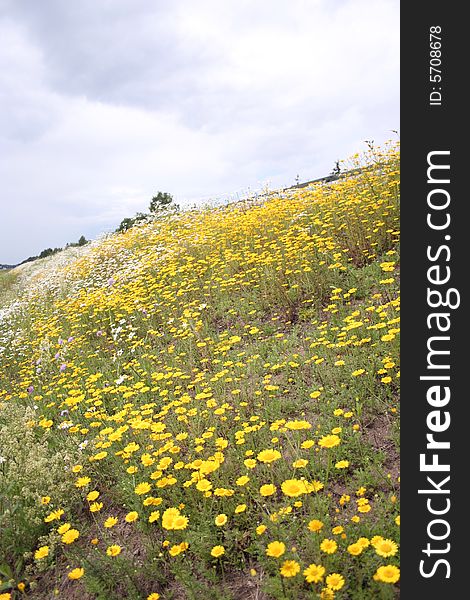 Blossoming summer yellow meadow in Estonia. Blossoming summer yellow meadow in Estonia