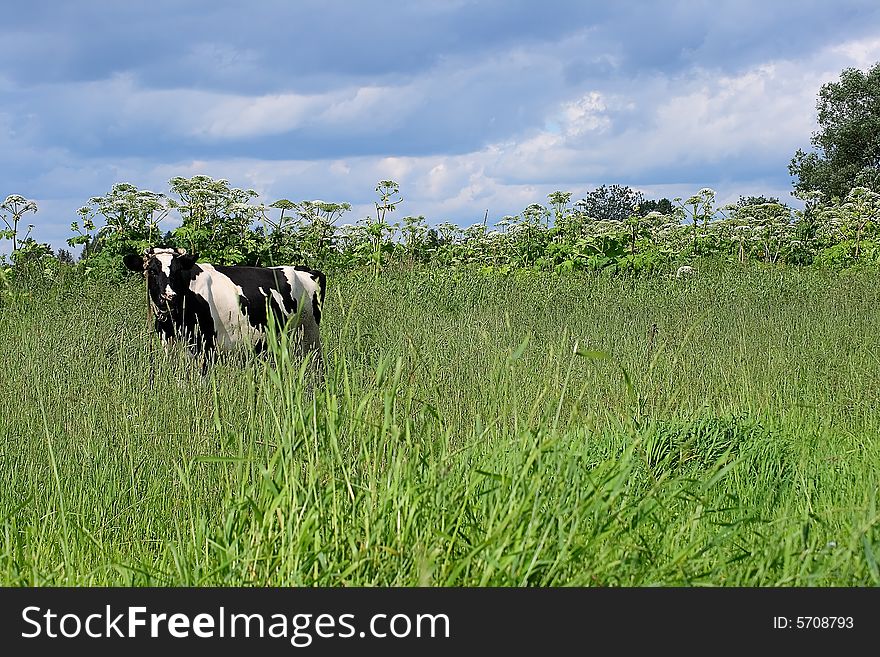 On the Alpine meadows, in a high and juicy grass the cow is grazed, she gives a lot of milk