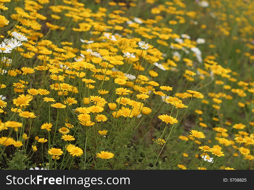 Blossoming summer yellow meadow in Estonia. Blossoming summer yellow meadow in Estonia