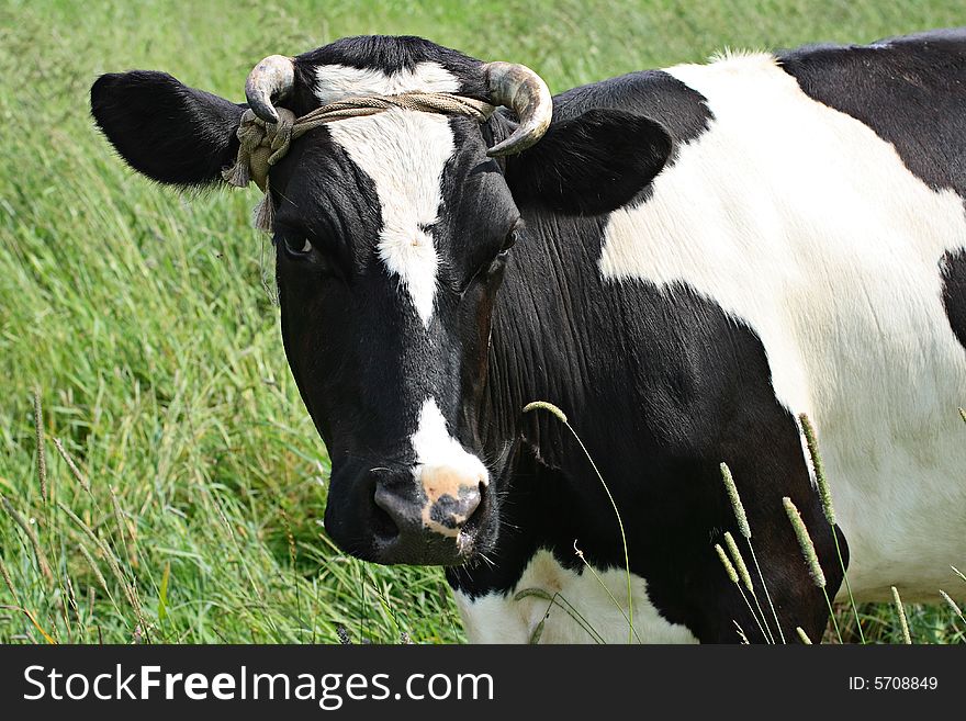 On a green meadow, with a juicy high grass, the thoughtful cow waits the mistress