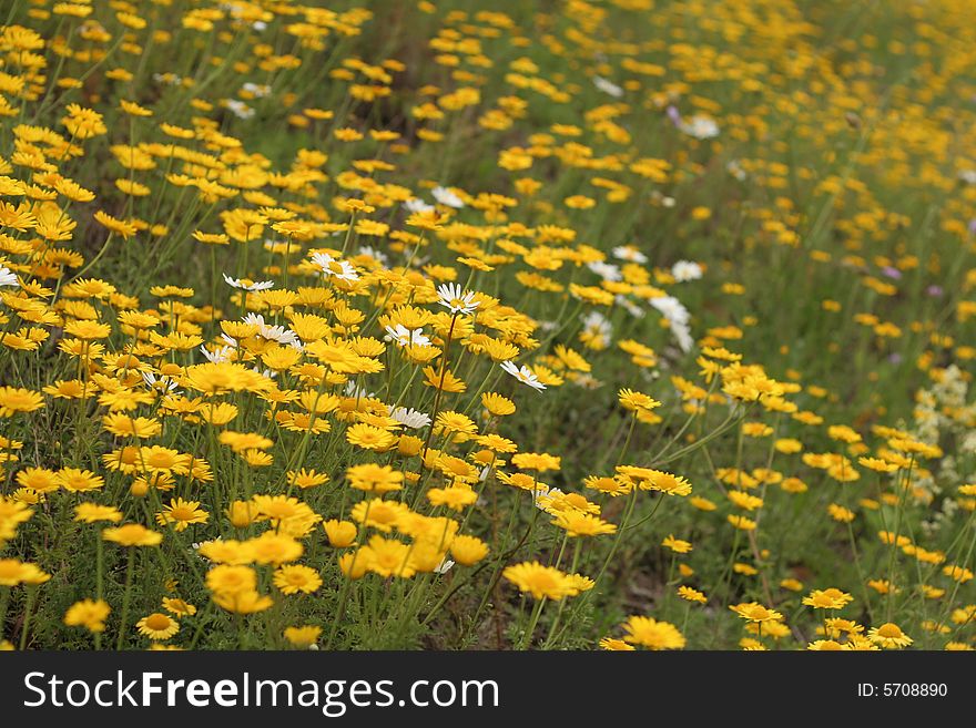 Blossoming summer yellow meadow in Estonia. Blossoming summer yellow meadow in Estonia