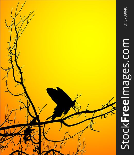 Silhouette of a butterfly against the morning sun. Silhouette of a butterfly against the morning sun.