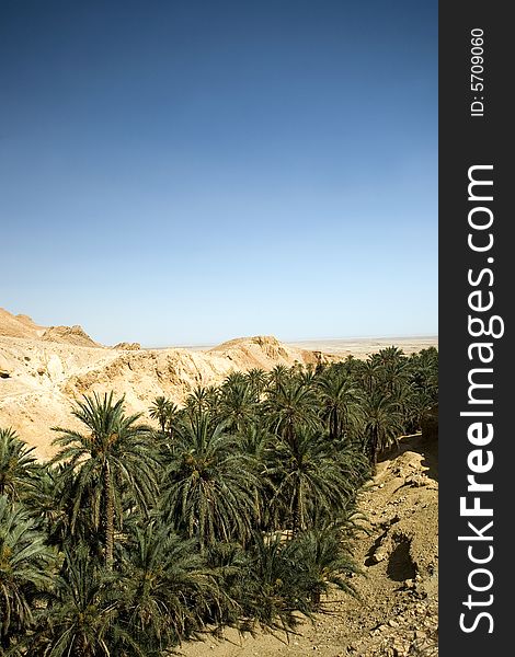 Desert with palms and rocks in Tunisia