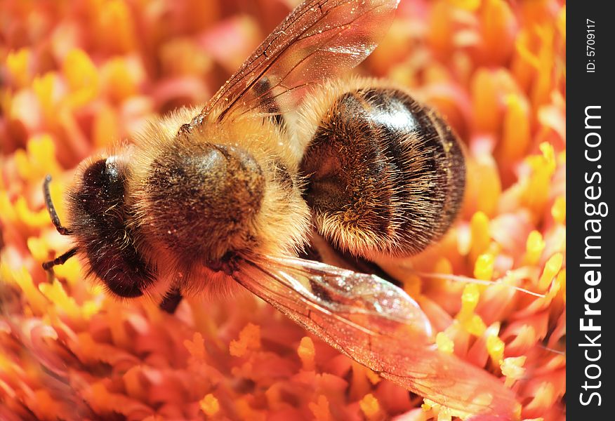 Macro shot of a honeybee in a flower. Macro shot of a honeybee in a flower