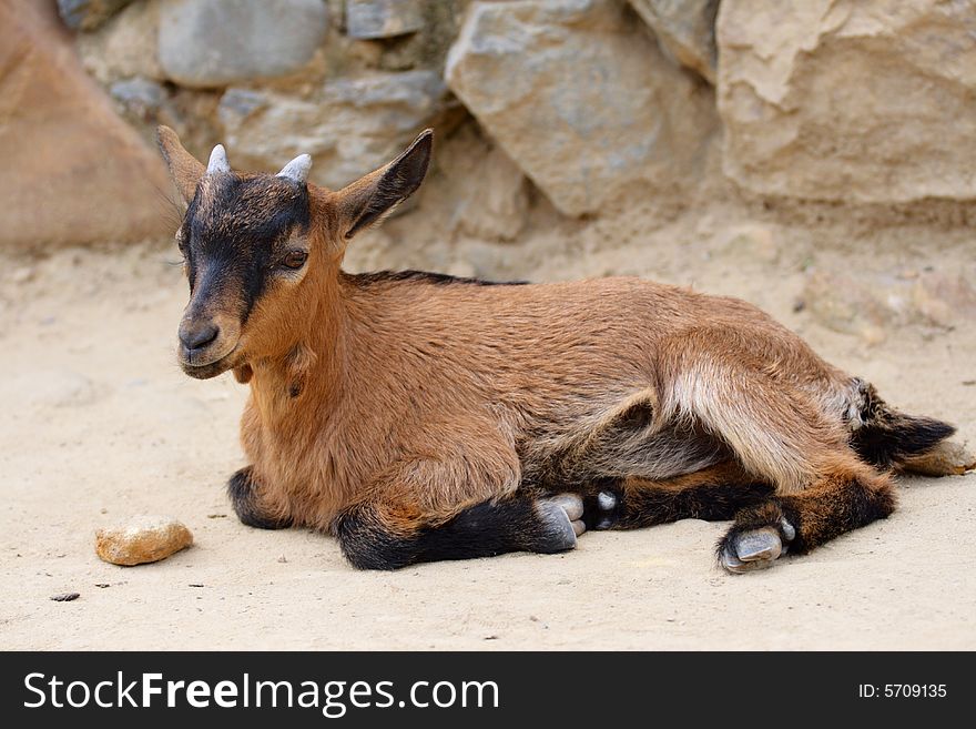 Little beauty goat with long ears get tired. He lie and rest aland. Little beauty goat with long ears get tired. He lie and rest aland.