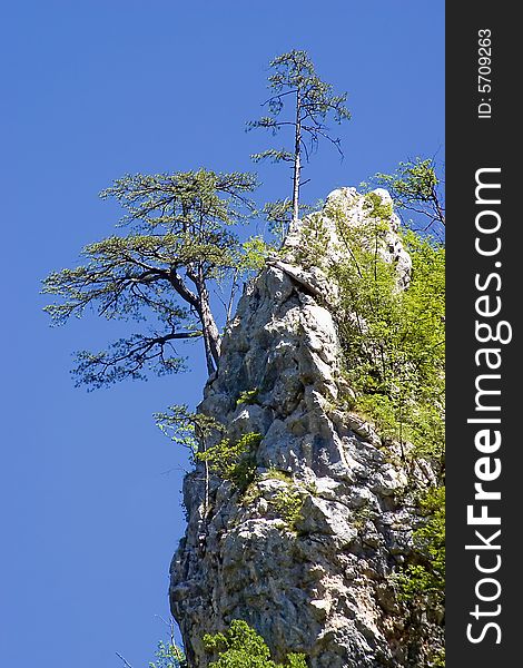 A tree on side of rocky hill. A tree on side of rocky hill