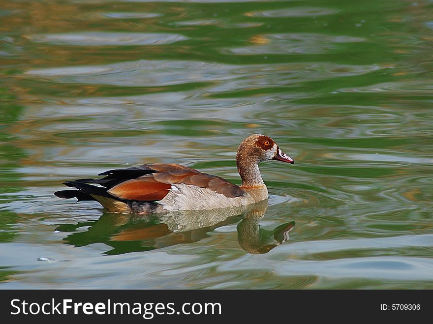 Duck slowly floating on water