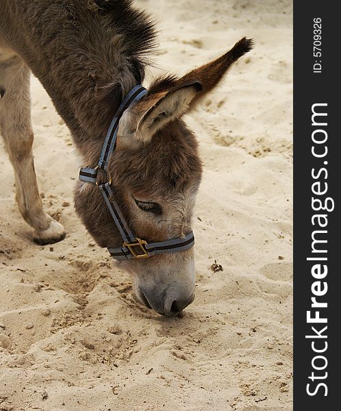 Donkey with its nose in the sand. Donkey with its nose in the sand.
