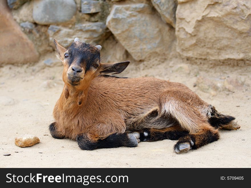 Little beauty goat with long ears get tired. He lie and rest aland. Little beauty goat with long ears get tired. He lie and rest aland.