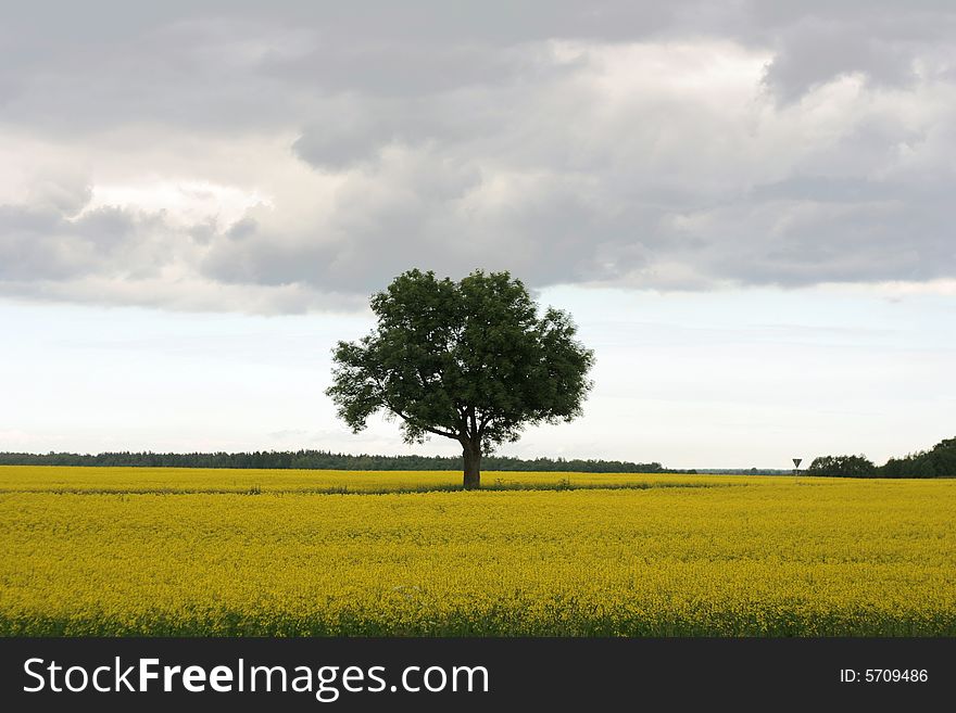 Lonely tree in yellow a rapeseed field