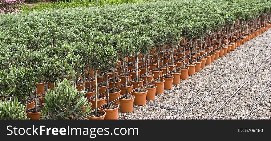 Plants of olive plantation with jar in sicily, italy