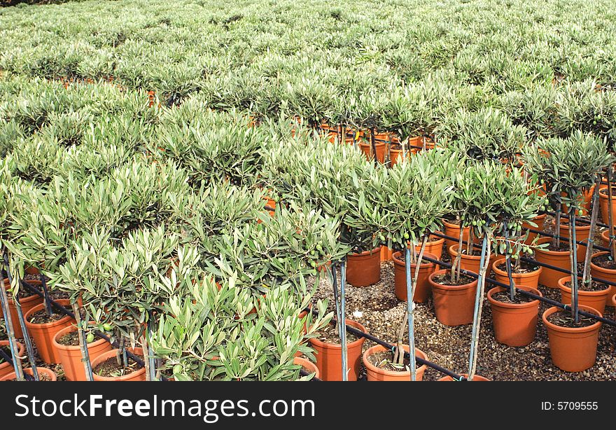 Plants of olive plantation with jar in sicily, italy