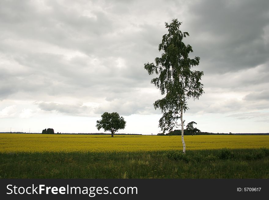 Lonely trees in yellow rapeseed a field