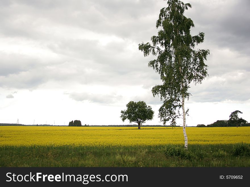 Lonely trees in yellow rapeseed a field