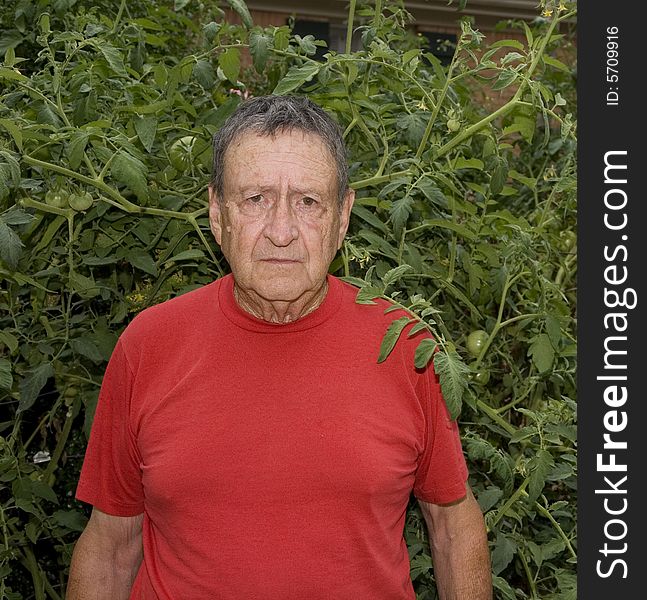 An old man with serious expression posing with his tomato plants in red shirt. An old man with serious expression posing with his tomato plants in red shirt