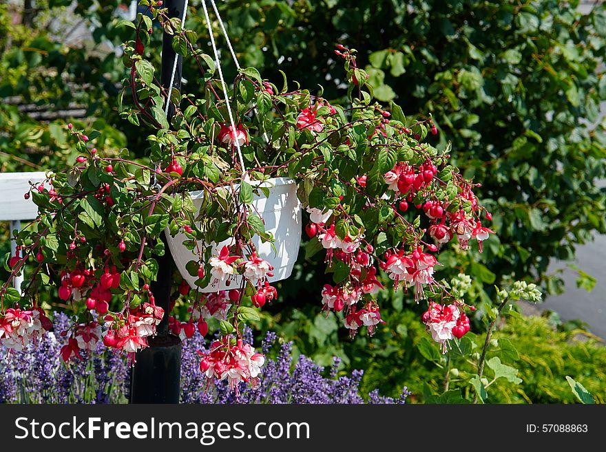 Blooming colorful flower pot hanging in a lovely garden. Blooming colorful flower pot hanging in a lovely garden