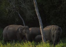 Elephants Stock Photography Elephants Stock Photography