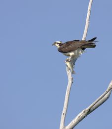 Osprey Perched With Prey Stock Photography