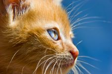 Red Kitten Stock Images Red Kitten Stock Images