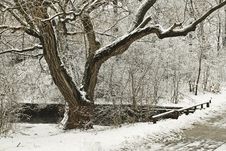 Winter Tree Royalty Free Stock Photography