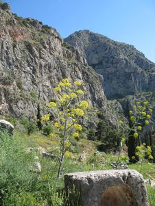 Delphi, Greece - Ancient Ruins & Mountain Flowers Royalty Free Stock Image Delphi, Greece - Ancient Ruins & Mountain Flowers Royalty Free Stock Image