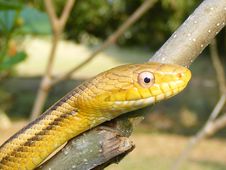 Yellow Chicken Snake Stock Images Yellow Chicken Snake Stock Images