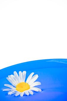 White Daisy On The Plate Stock Images
