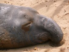 Elephant Seal Stock Photography