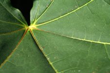 Free Leaf Stock Image - 5713081